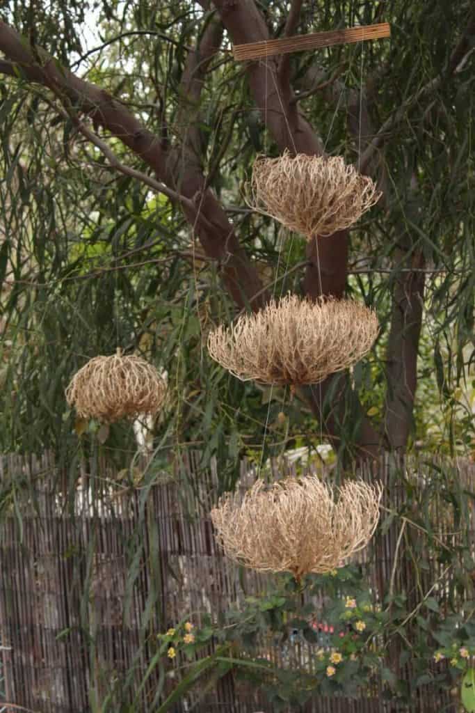 The Rose of Jericho