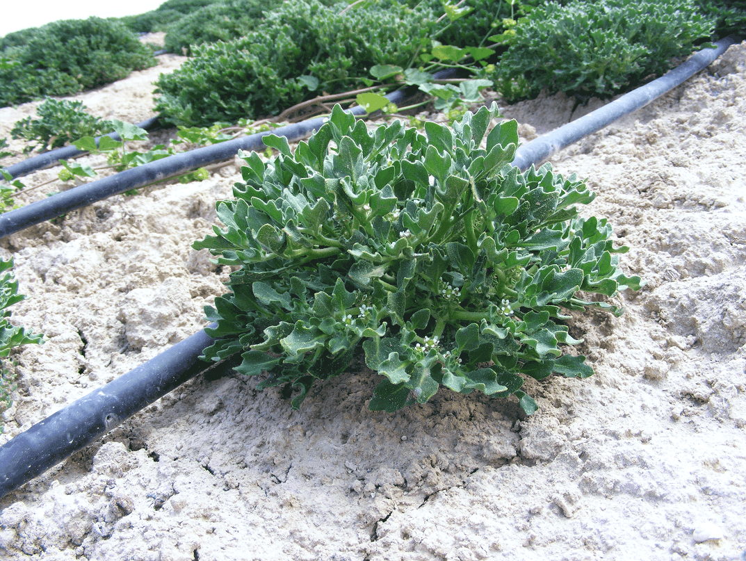 Rose of Jericho Desert Midget star, Blessing star, Judea desert mix color send Dead sea exclusive hot original plant